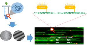 genome