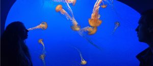 riley_antonella_jellyfish